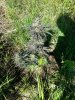cash crop auto . .jpg