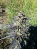 cash crop auto ... .jpg