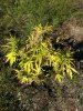 candy kush 1 . .jpg