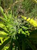 candy kush auto 2 ... .jpg