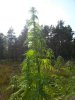 Afghan kush ryder 1 . .jpg