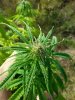 afghan kush ryder 1 .. .jpg