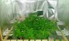 SDG veg (1).jpg