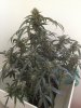 XXLMobydick09.03.14 002.jpg