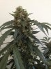 XXLMobydick09.03.14 004.jpg