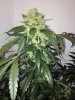 XXLMobydick09.03.14 006.jpg