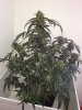 XXLMobydick09.03.14 007.jpg