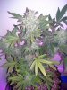 day69bubble1full.jpg