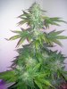 day62bubble2full.jpg