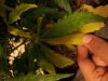 BD leaf 2.jpg