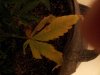 BD leaf.jpg BD leaf.jpg