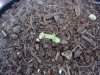 sprout.jpg