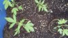 2011-05-02_16-57-59_265.jpg 2011-05-02_16-57-59_265.jpg