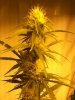 RRF top bud day 35.jpg