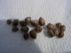 DSCN5337.jpg