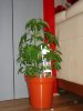 DSC02913.jpg
