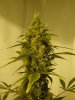 Russian Rocket fuel crown day50.jpg