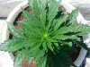 DSCN5485.jpg