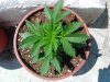 DSCN5484.jpg