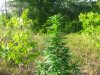 May Garden 018.JPG
