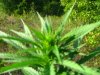 May Garden 021.JPG