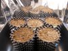 Day 1 of 2nd grow.jpg Day 1 of 2nd grow.jpg