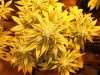 DSCN0499.JPG