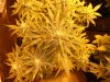 DSCN0500.JPG