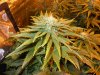 DSCN0510.JPG