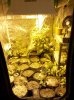 FlowerRoom.jpg FlowerRoom.jpg