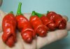 cock_pepper021308.jpg