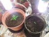 20111217_160249.jpg 20111217_160249.jpg