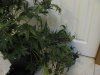 Harvest Day 64 02 - Copy.JPG