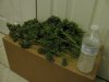 Harvest Day 64 03 - Copy.JPG