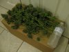 Harvest Day 64 04 - Copy.JPG