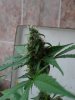 Northern Lights day 62.jpg