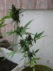 Northern Lights day 62-2.jpg