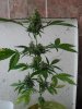 Northern Lights day 62-3.jpg