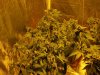 ECD 9914_5.jpg