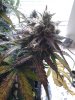 WTR59Purp.jpg