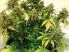 WTR59moreflush.jpg