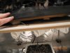Second Grow - Chop 013.jpg Second Grow - Chop 013.jpg