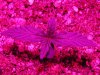 grow 003.jpg