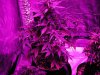 grow 007.jpg