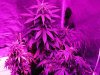 grow 008.jpg