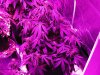 grow 009.jpg