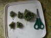 Northern Lights   DAY 68 HARVEST.jpg