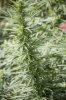 superunknown2014_7u5c9618.jpg