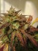 WTR purp d66.jpg
