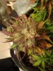 WTR sid purp 66.jpg